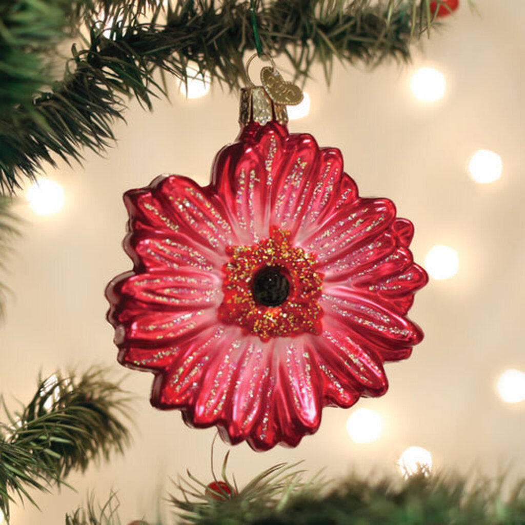 Gerbera Daisy