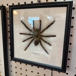 Large Spider Framed